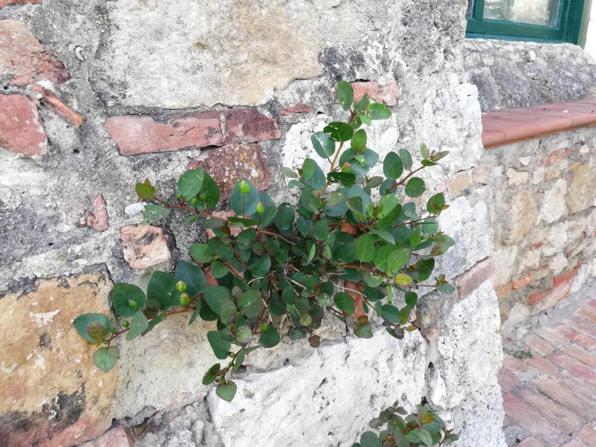 Ferienwohnung La Casa Del Fotografo Colle di Val d'Elsa Exterior foto